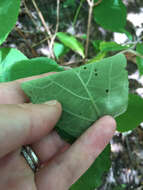 Imagem de Hydrangea cinerea Small