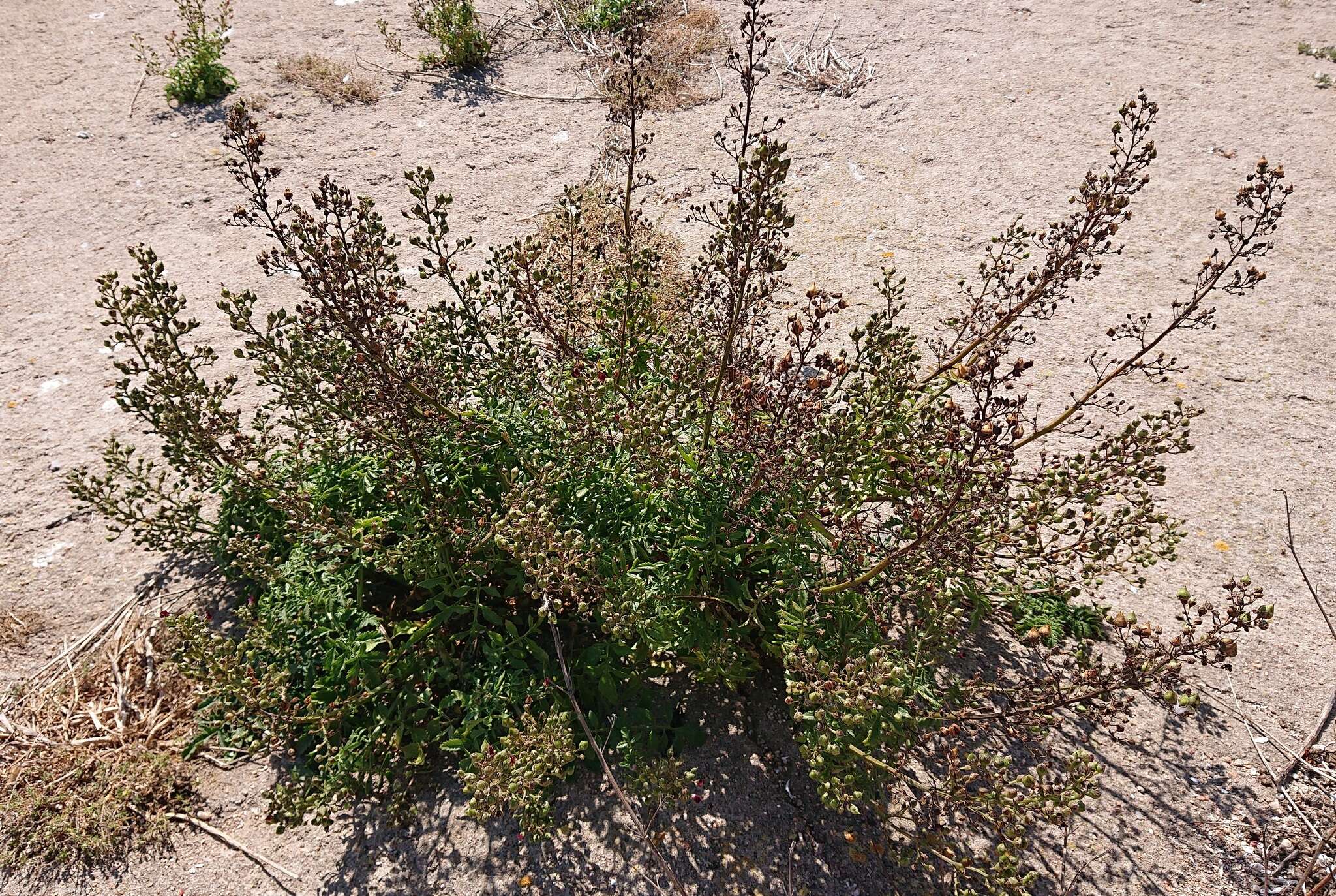 Image de Scrophularia sublyrata Brot.