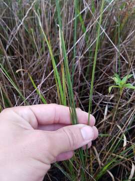 Image de Paspalum monostachyum Vasey ex Chapm.