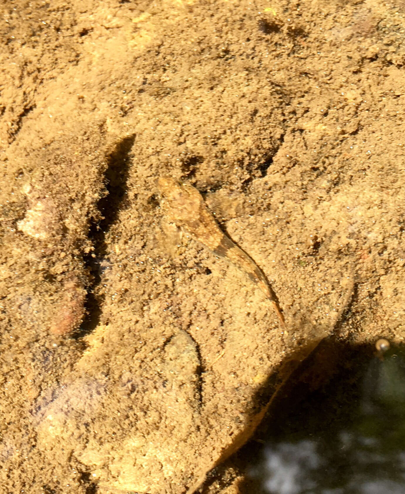 Image of Slimy Sculpin