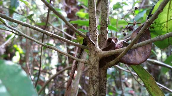 Image of Oncostemum buxifolium H. Perrier