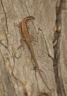 Image of Painted Tree Iguana