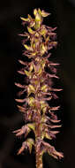 Image of Brindabella midge orchid