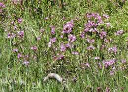 Image of Kalmia microphylla (Hook.) A. Heller