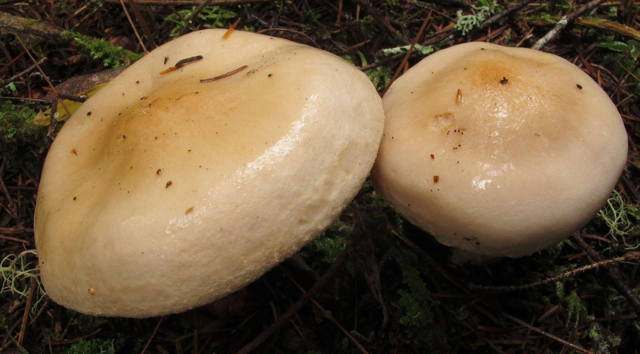 Hygrophorus pudorinus (Fr.) Fr. 1836的圖片