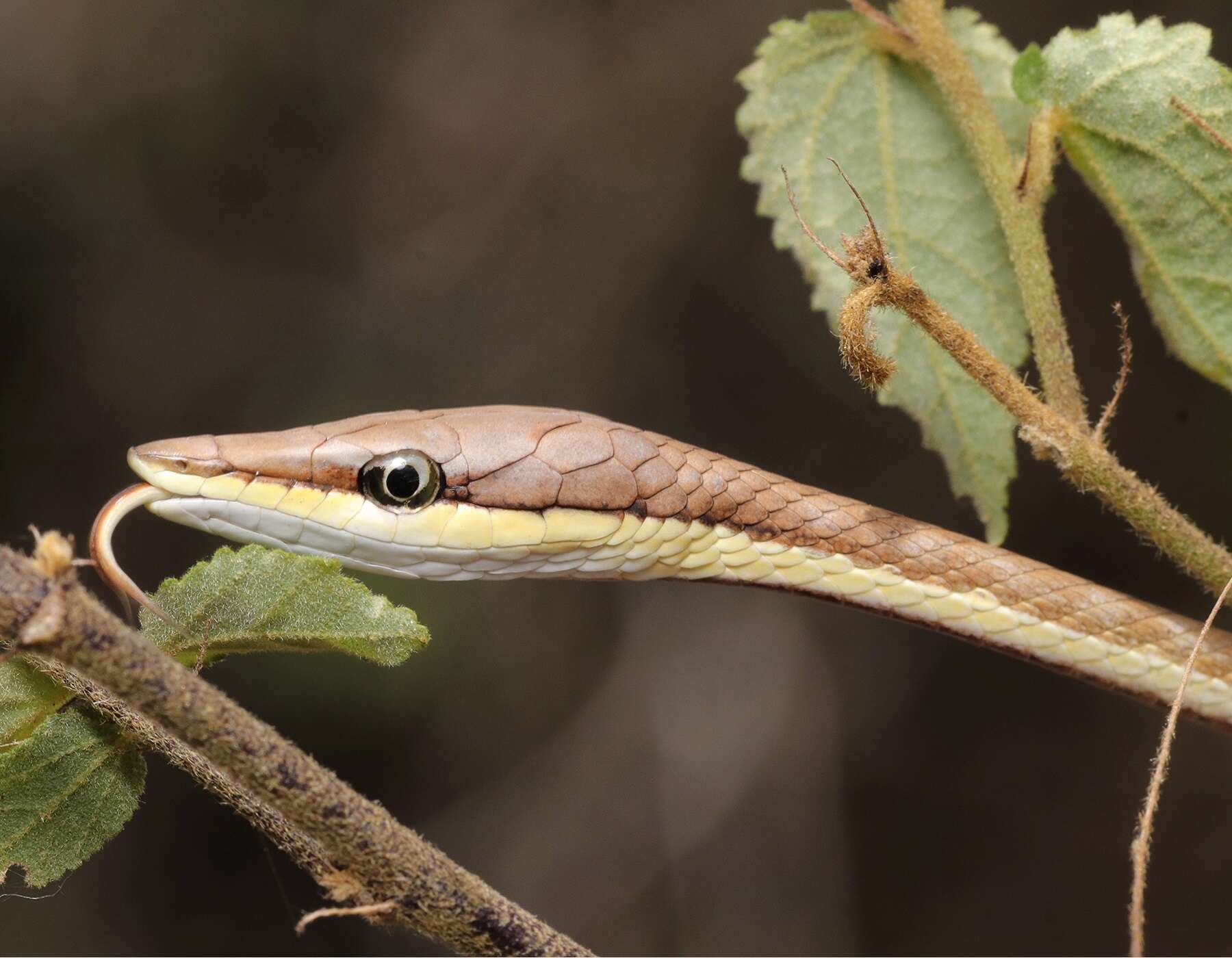 صورة Oxybelis aeneus (Wagler 1824)