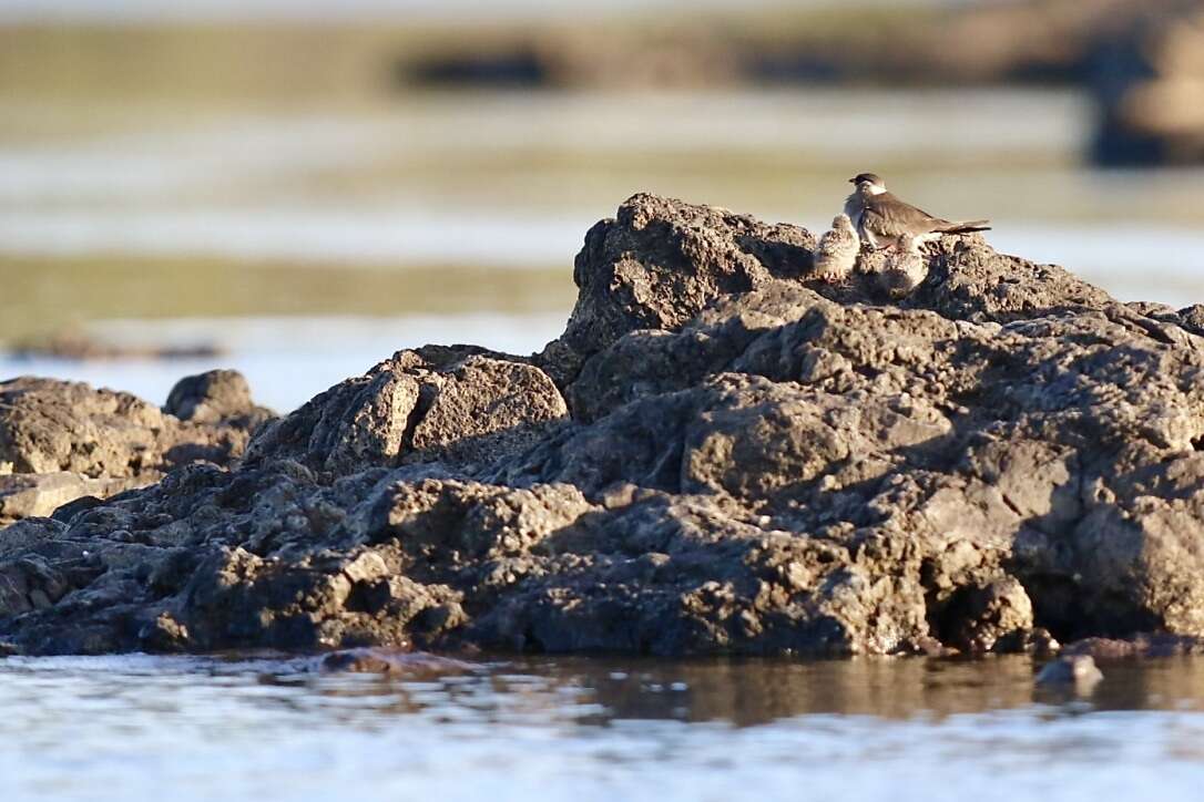 Image of Rock Pratincole