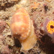 Image of Notocypraea piperita (Gray 1825)