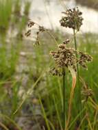 Sivun Scirpus atrocinctus Fernald kuva