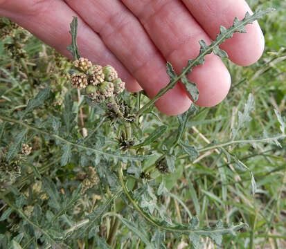 Image of skeletonleaf bur ragweed