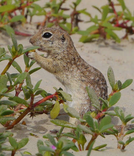 Image of spotted ground squirrel