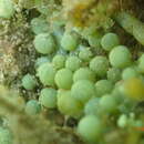 Sivun Caulerpa racemosa f. macrophysa kuva