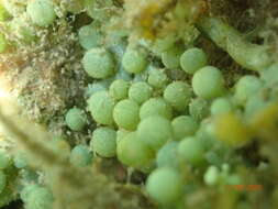 Imagem de Caulerpa racemosa f. macrophysa