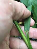 Image of Arkansas Manna Grass