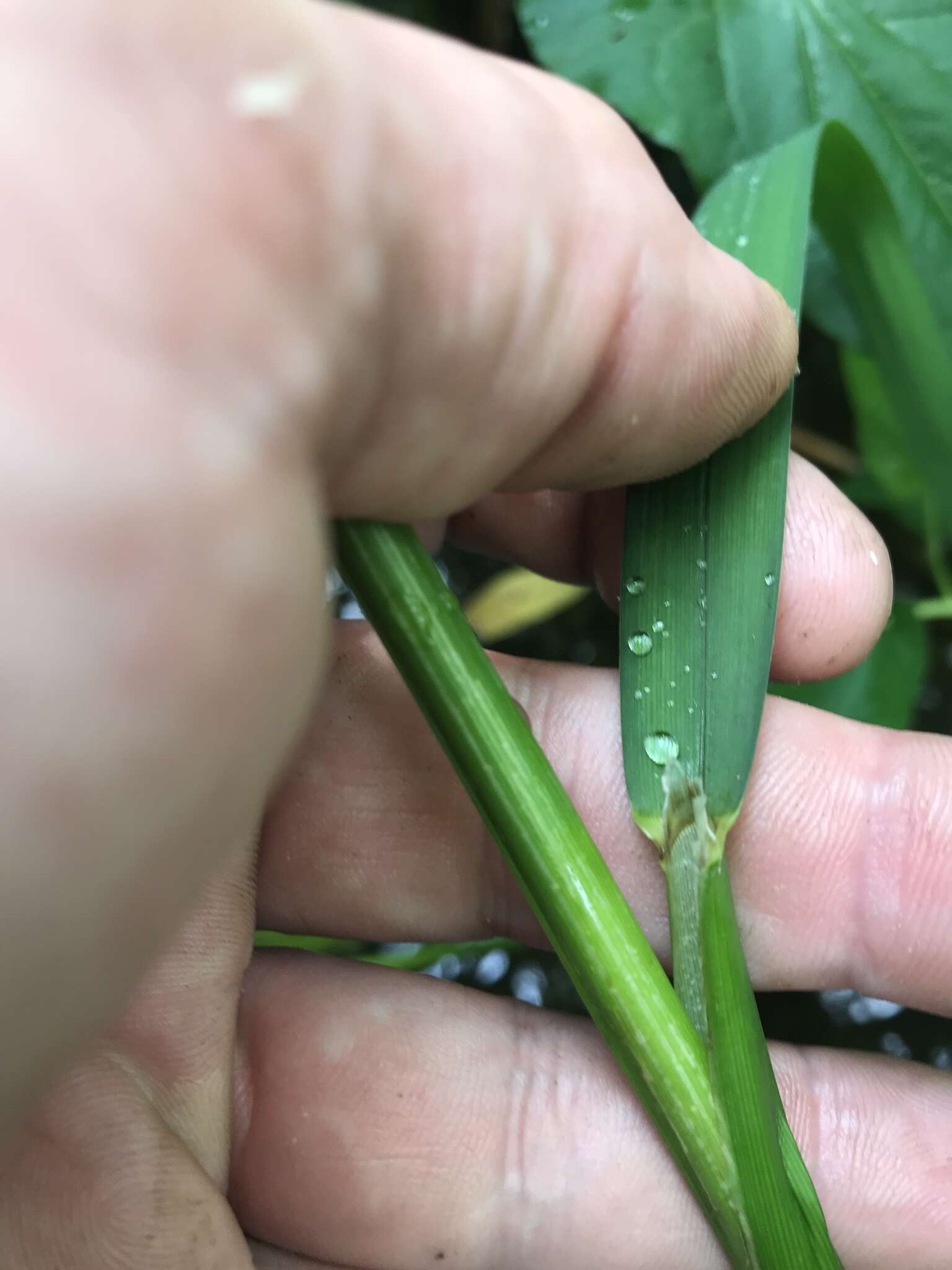 Image of Arkansas Manna Grass