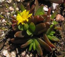 Image of Glottiphyllum depressum (Haw.) N. E. Br.