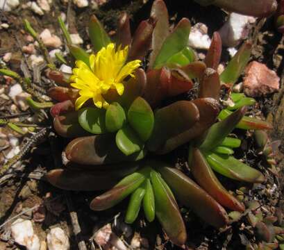 Image of Glottiphyllum depressum (Haw.) N. E. Br.