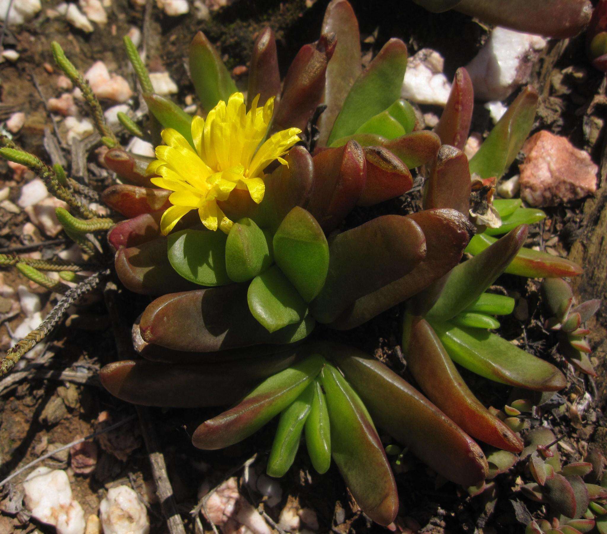 Image of Glottiphyllum depressum (Haw.) N. E. Br.