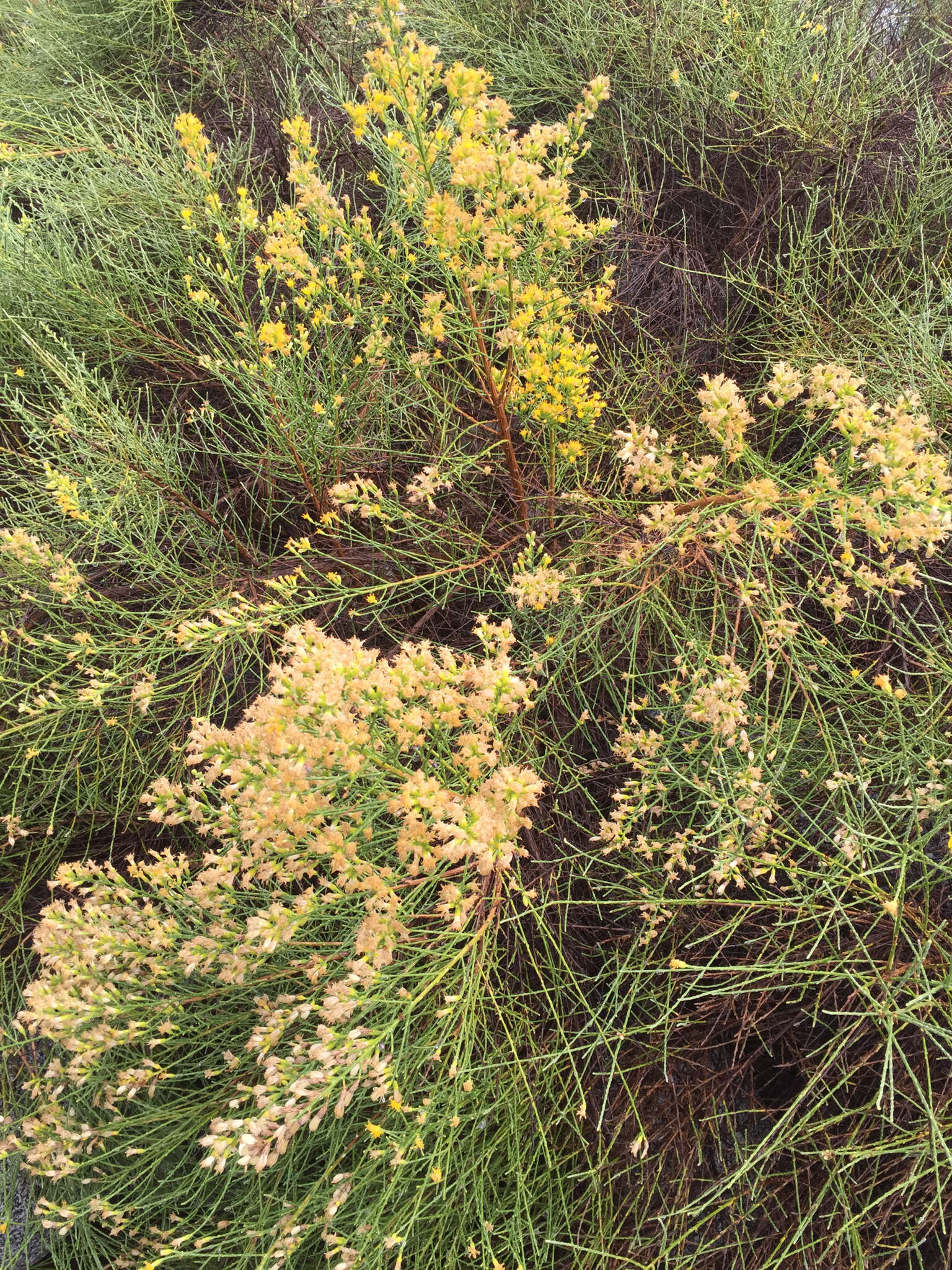 Image of California broomsage