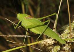 Sivun Amblycorypha huasteca (Saussure 1859) kuva