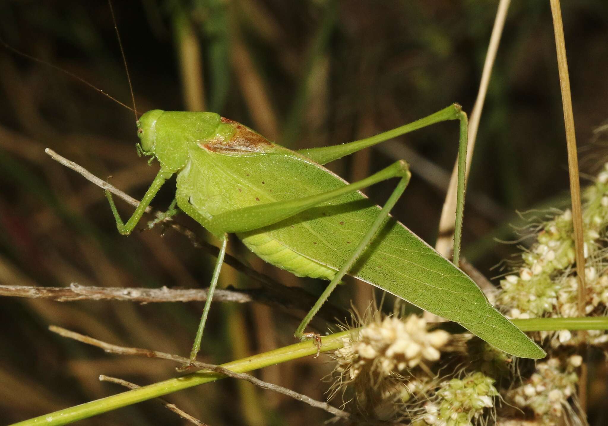 Image of Texas False Katydid