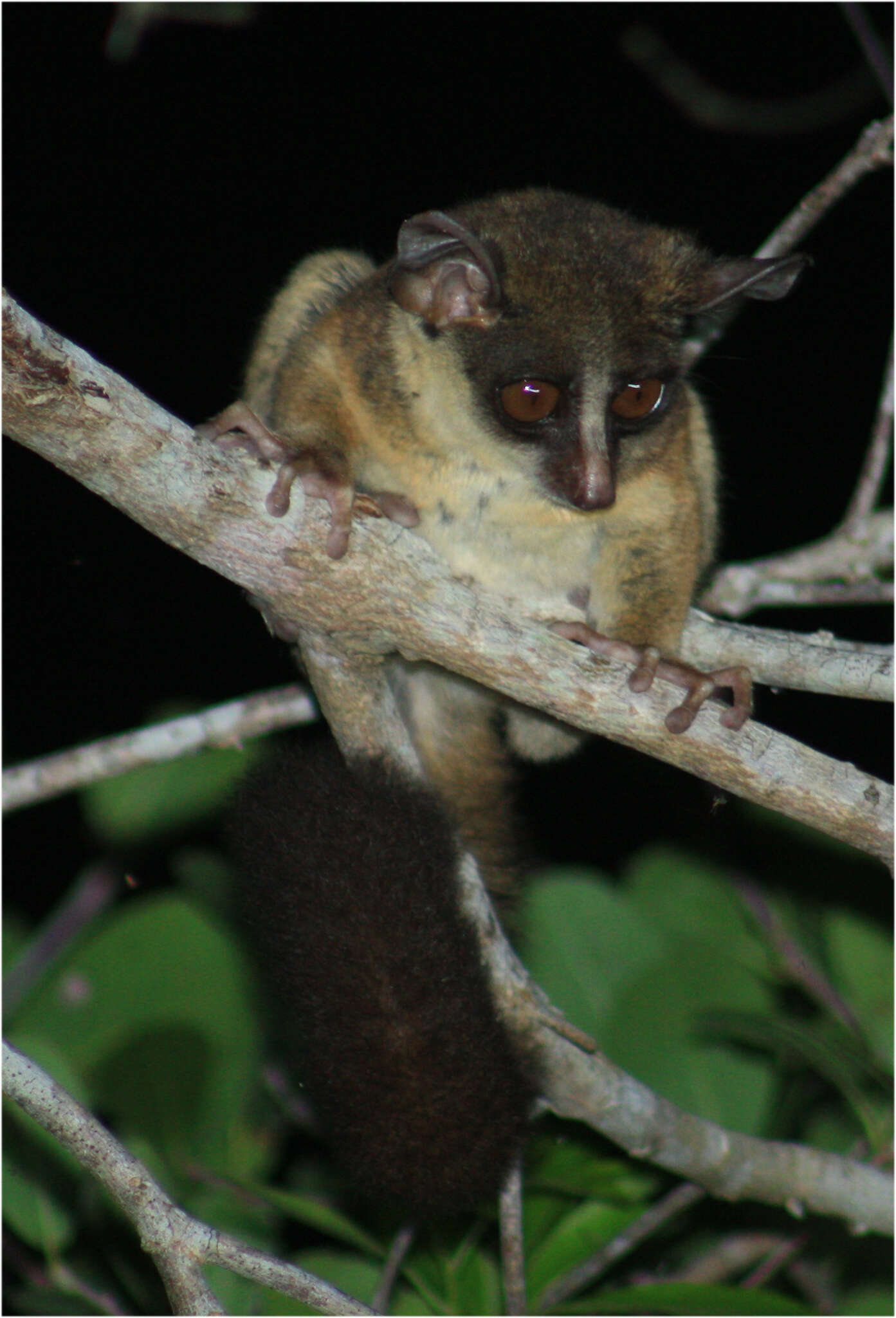 Image of Zanzibar bushbaby