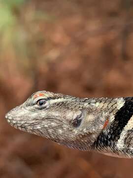 Sceloporus bulleri Boulenger 1895的圖片