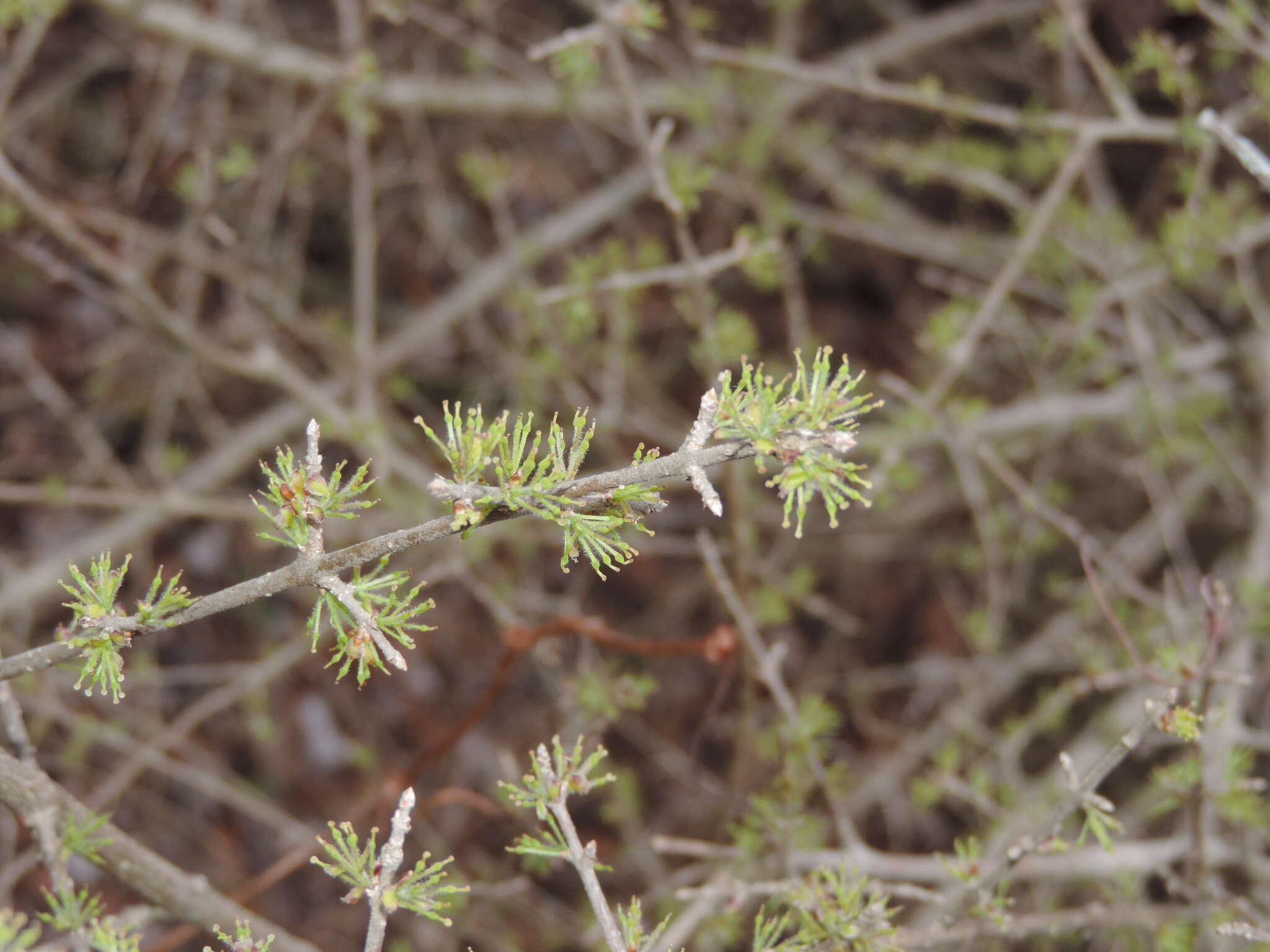 Image of stretchberry