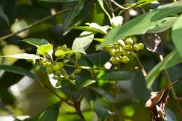 Image of Chiococca phaenostemon Schltdl.