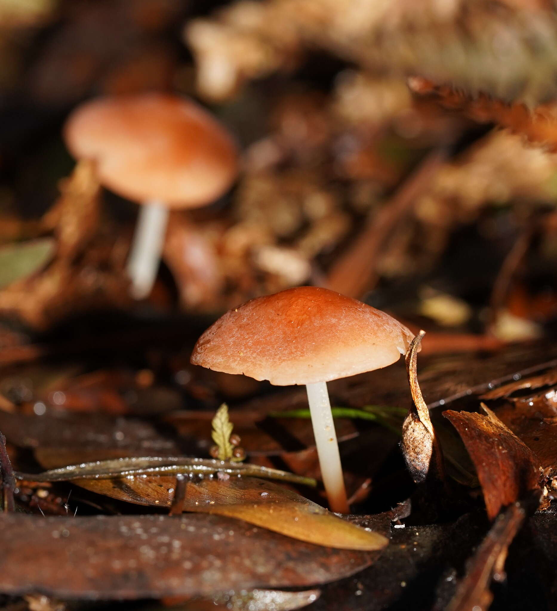 Image of Marasmius elegans (Cleland) Grgur. 1997