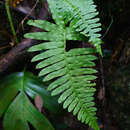 Image of Polypodiodes chinensis (Christ) S. G. Lu