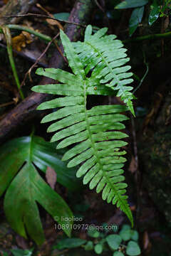 Image of Polypodiodes chinensis (Christ) S. G. Lu