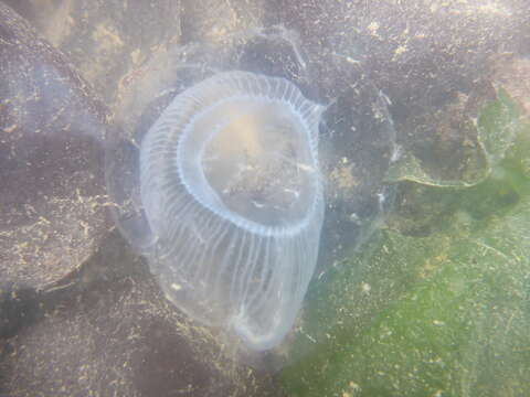 Image of crystal jelly