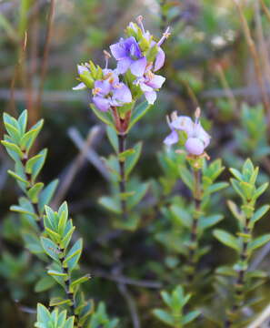 Image of Veronica pimeleoides Hook. fil.