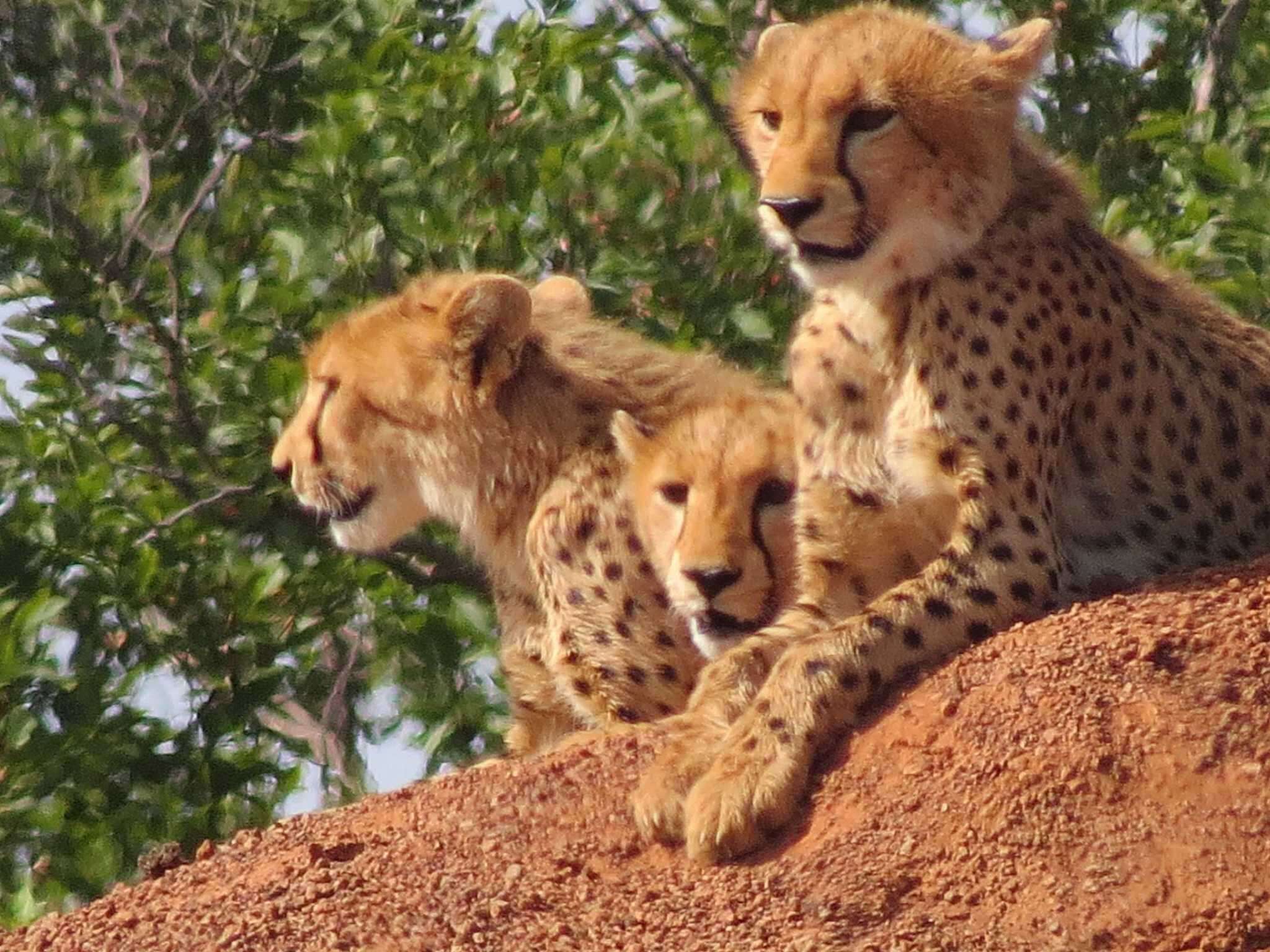 Image of Northwest African Cheetah