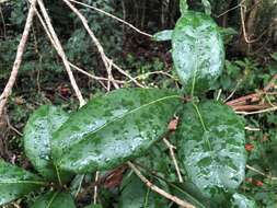 Image of Tetrastigma nitens (F. Müll.) Planchon