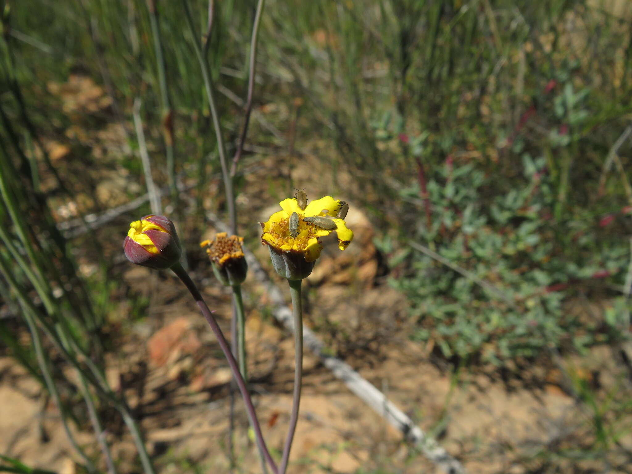 Image of Othonna petiolaris DC.