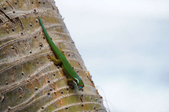 Image of Reunion Island ornate day gecko