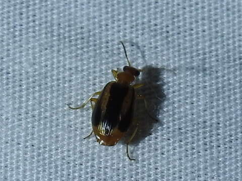 Image of Lebia (Lebia) solea Hentz 1830