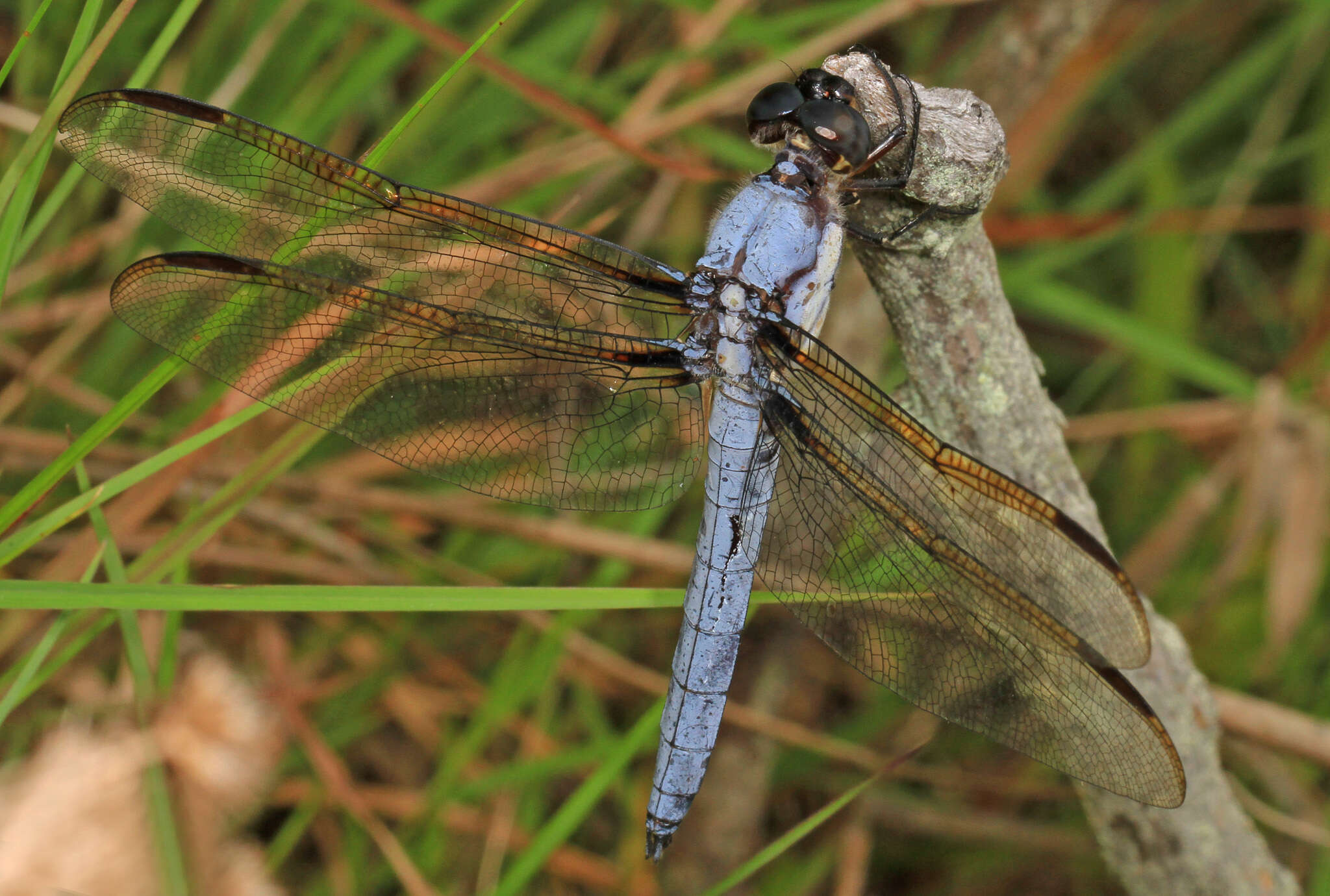 Image de Libellula flavida Rambur 1842