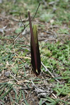 Image of Biarum tenuifolium subsp. arundanum (Boiss. & Reut.) Nyman