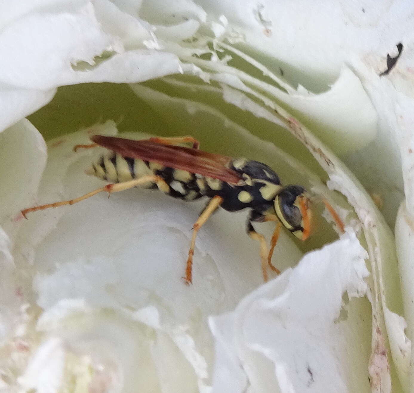 Image of <i>Polistes bucharensis</i>