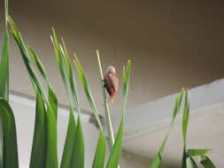 Image of White-headed Munia