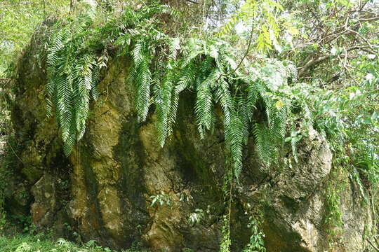 Image of giant swordfern