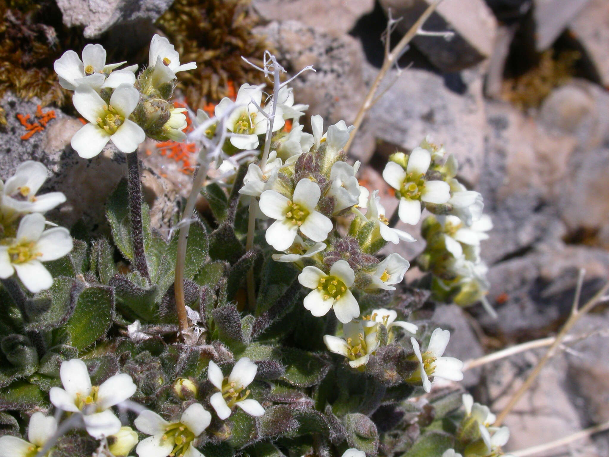 Image of grayleaf draba