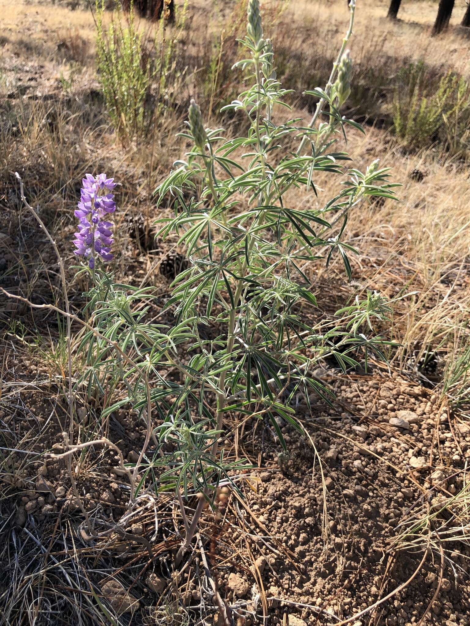 Image de Lupinus caudatus