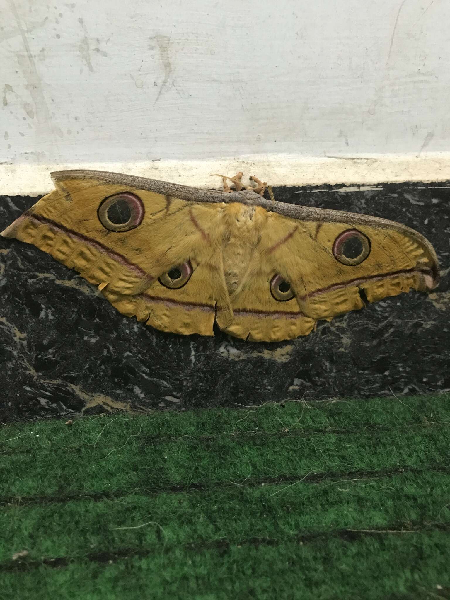 Image of Tasar Silk Moth