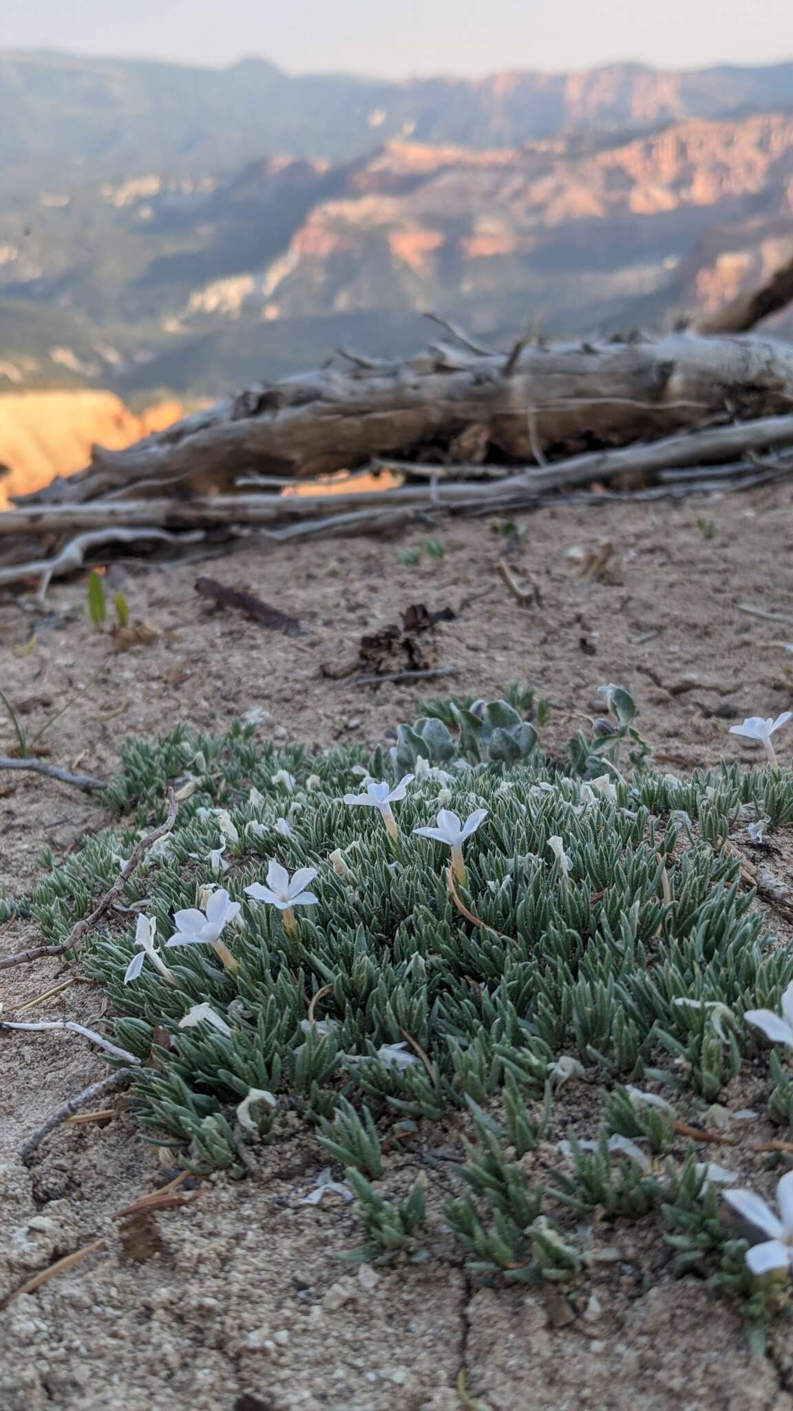 Image of grayleaf phlox