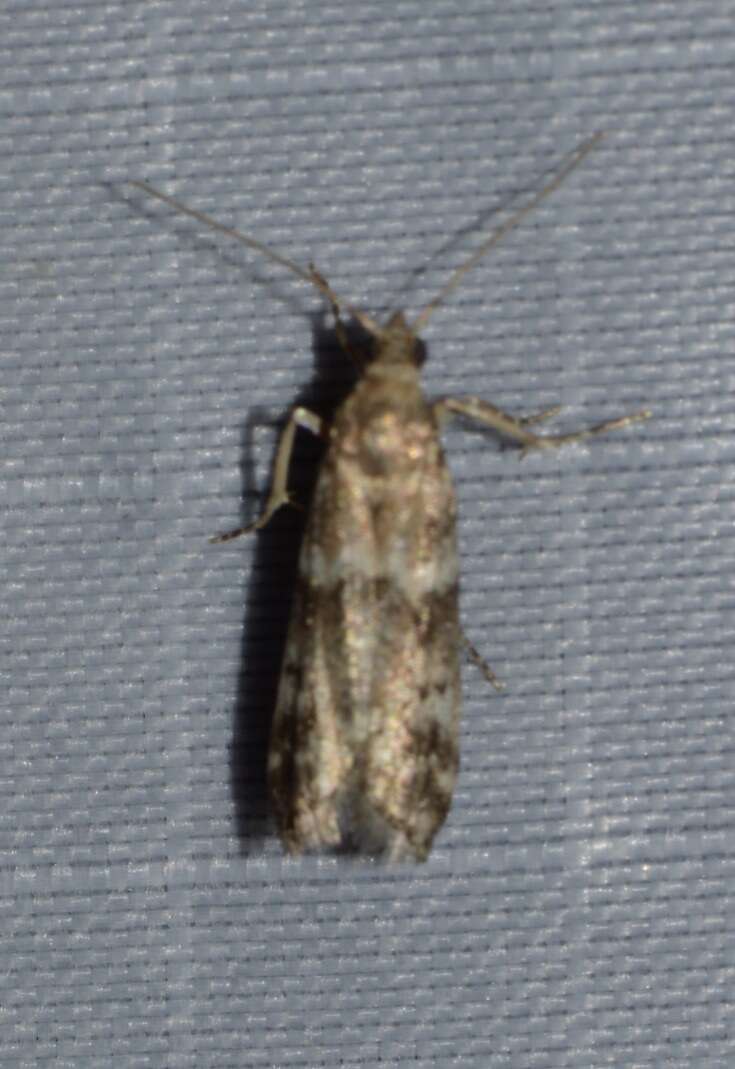 Image of Brower's Vitula Moth