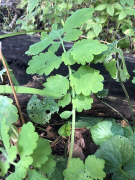 Image of Chelidonium majus subsp. majus